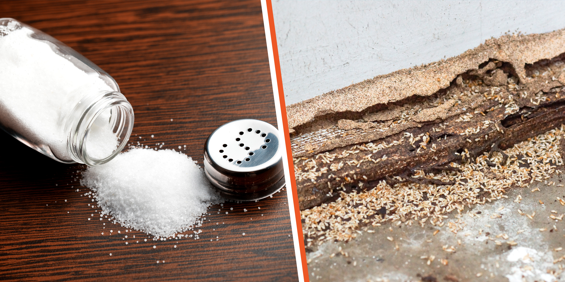 Salt | Termites | Source: Shutterstock