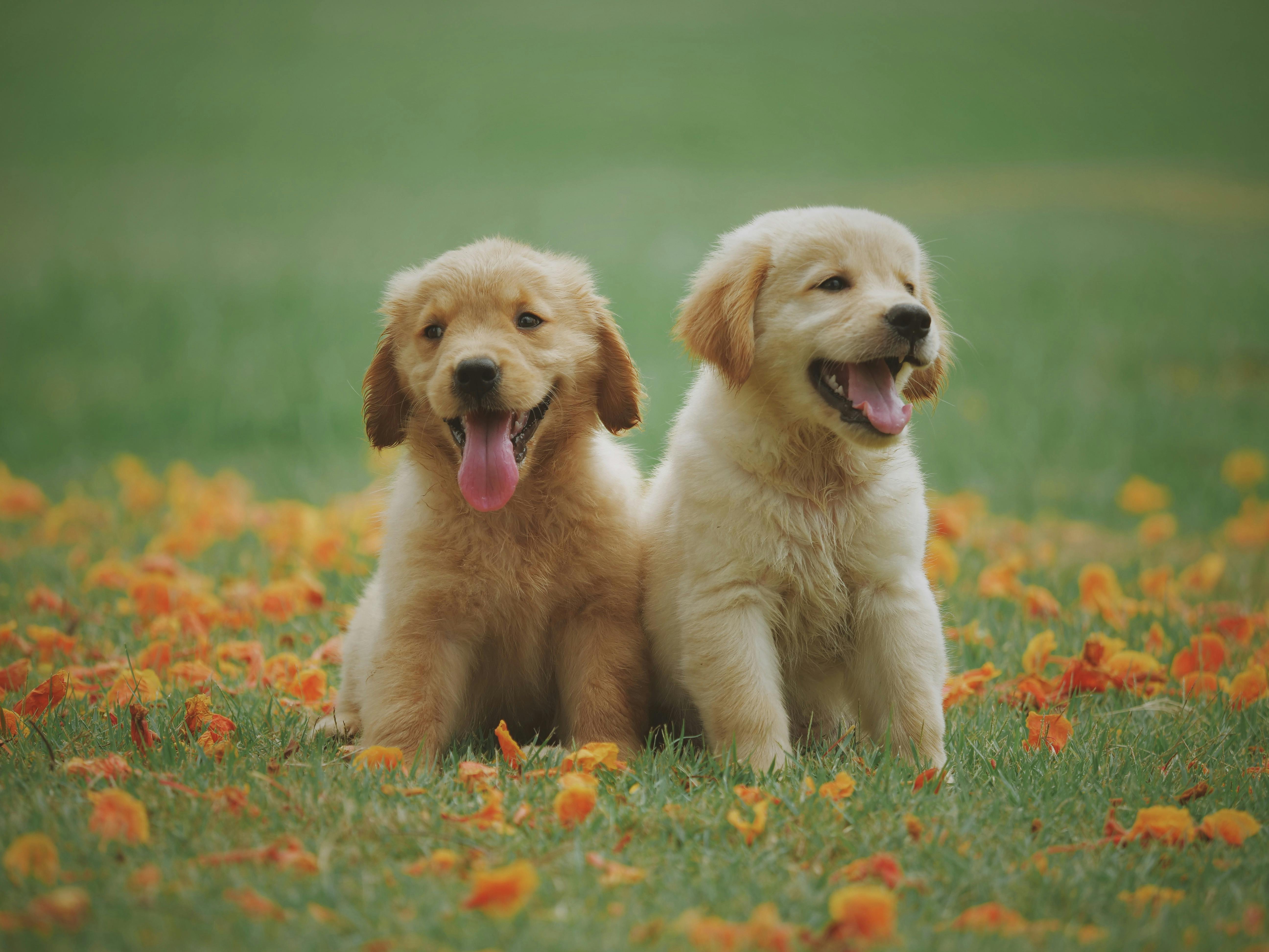 Two puppies | Source: Pexels
