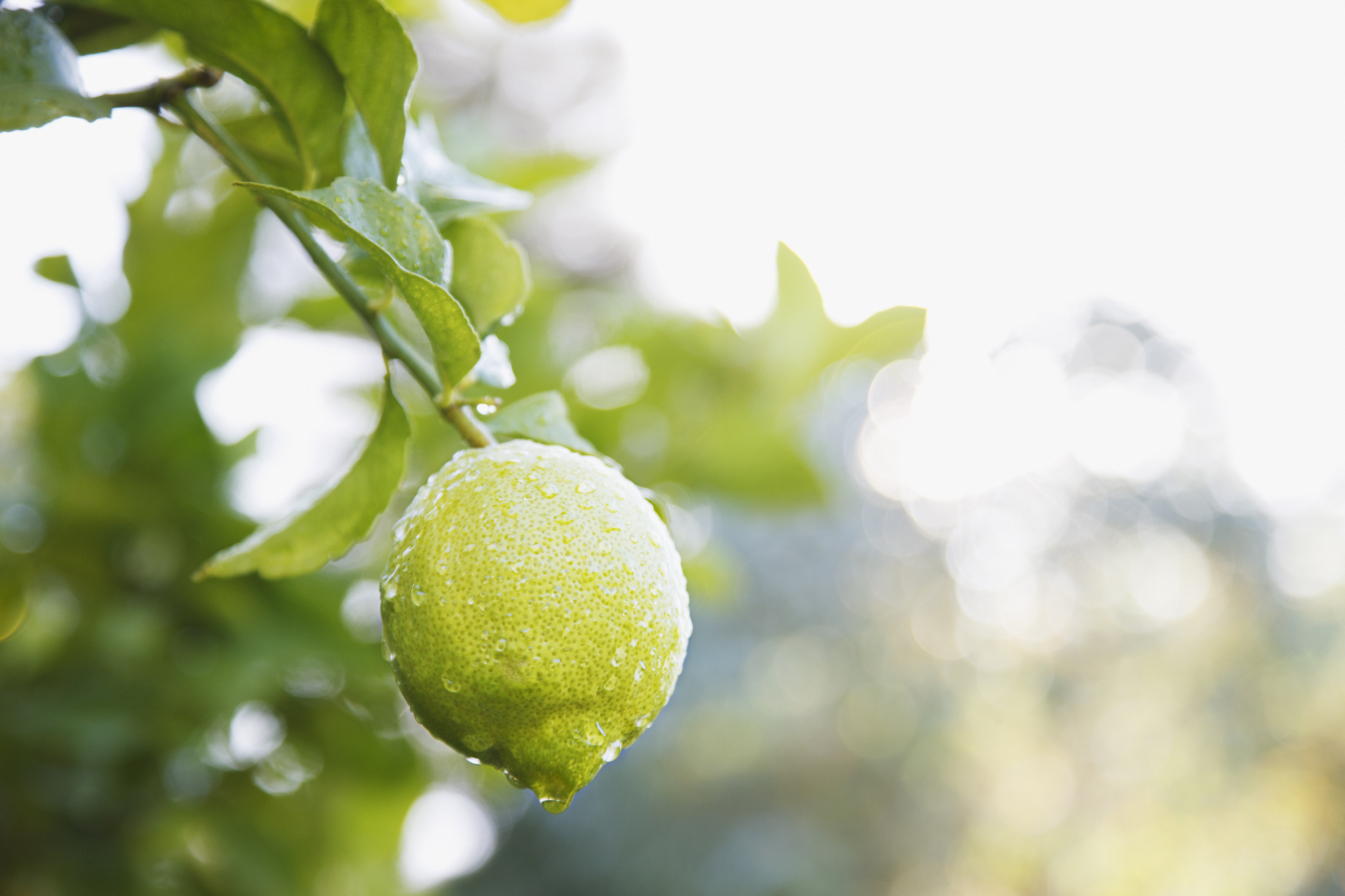 A lime on a branch. | Source: Getty Images