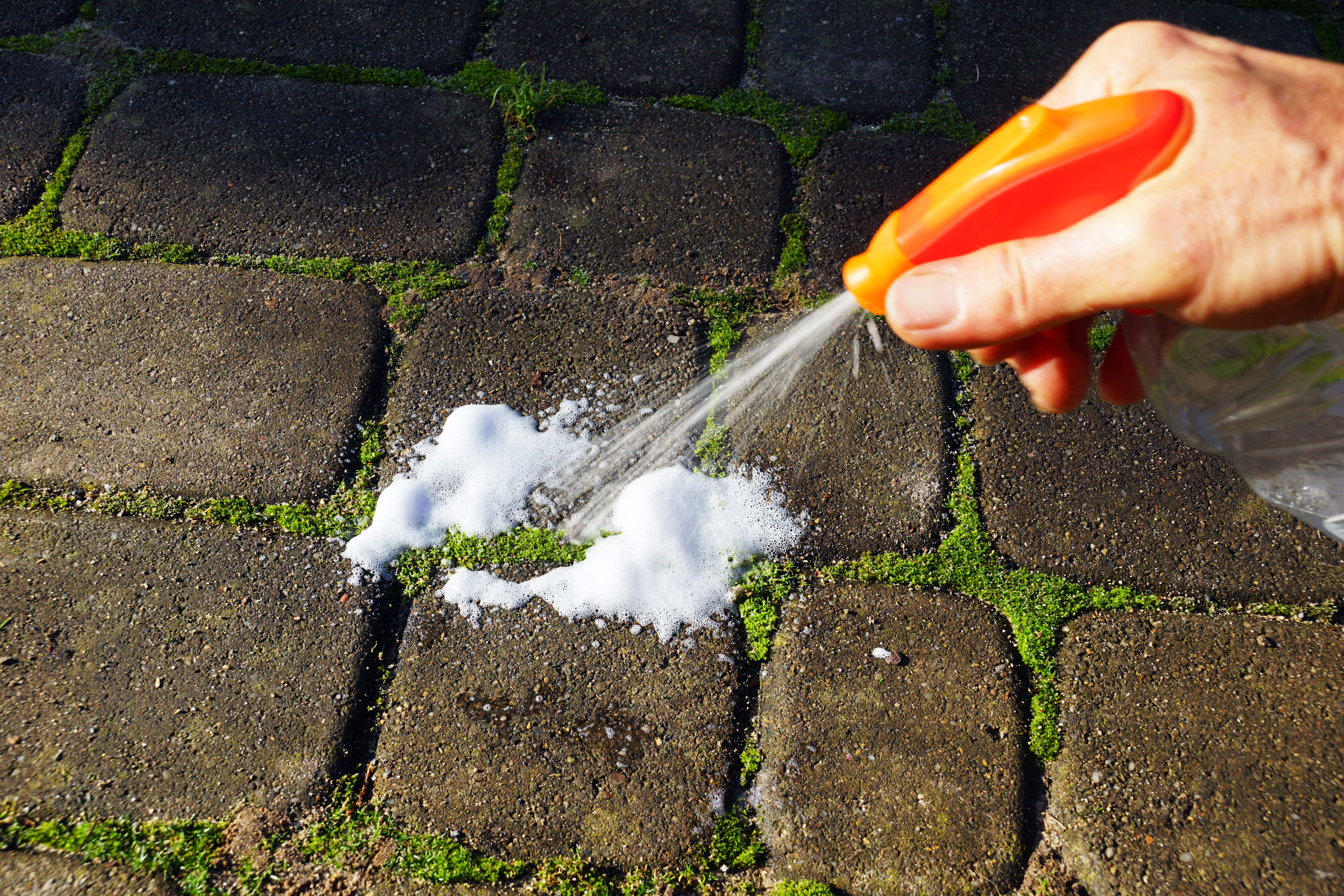 Kill moss with a bleach solution. | Source: Shutterstock