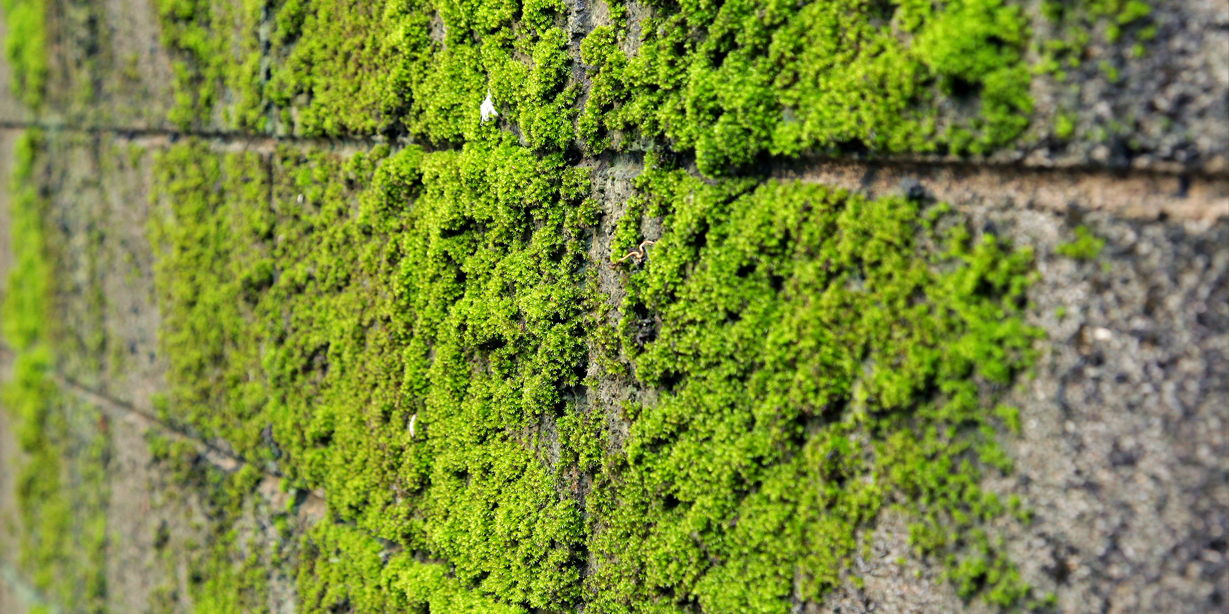 Moss on concrete | Source: Shutterstock