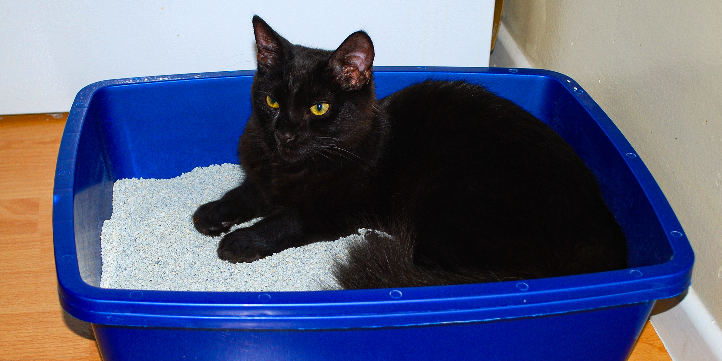 A cat in a litter box | Source: Flickr/wolfsavard/CC BY 2.0