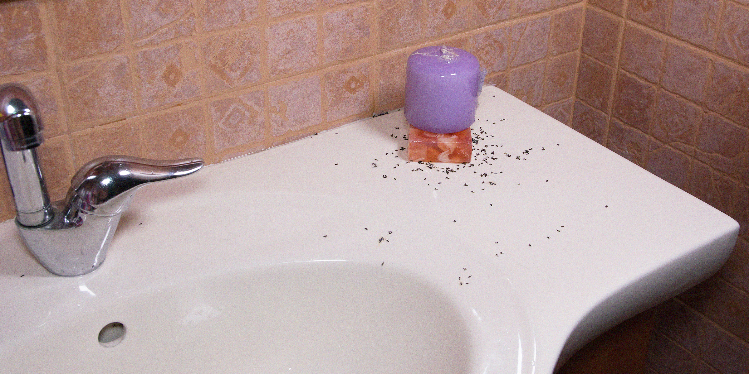 A bathroom sink with little black bugs | Source: Shutterstock