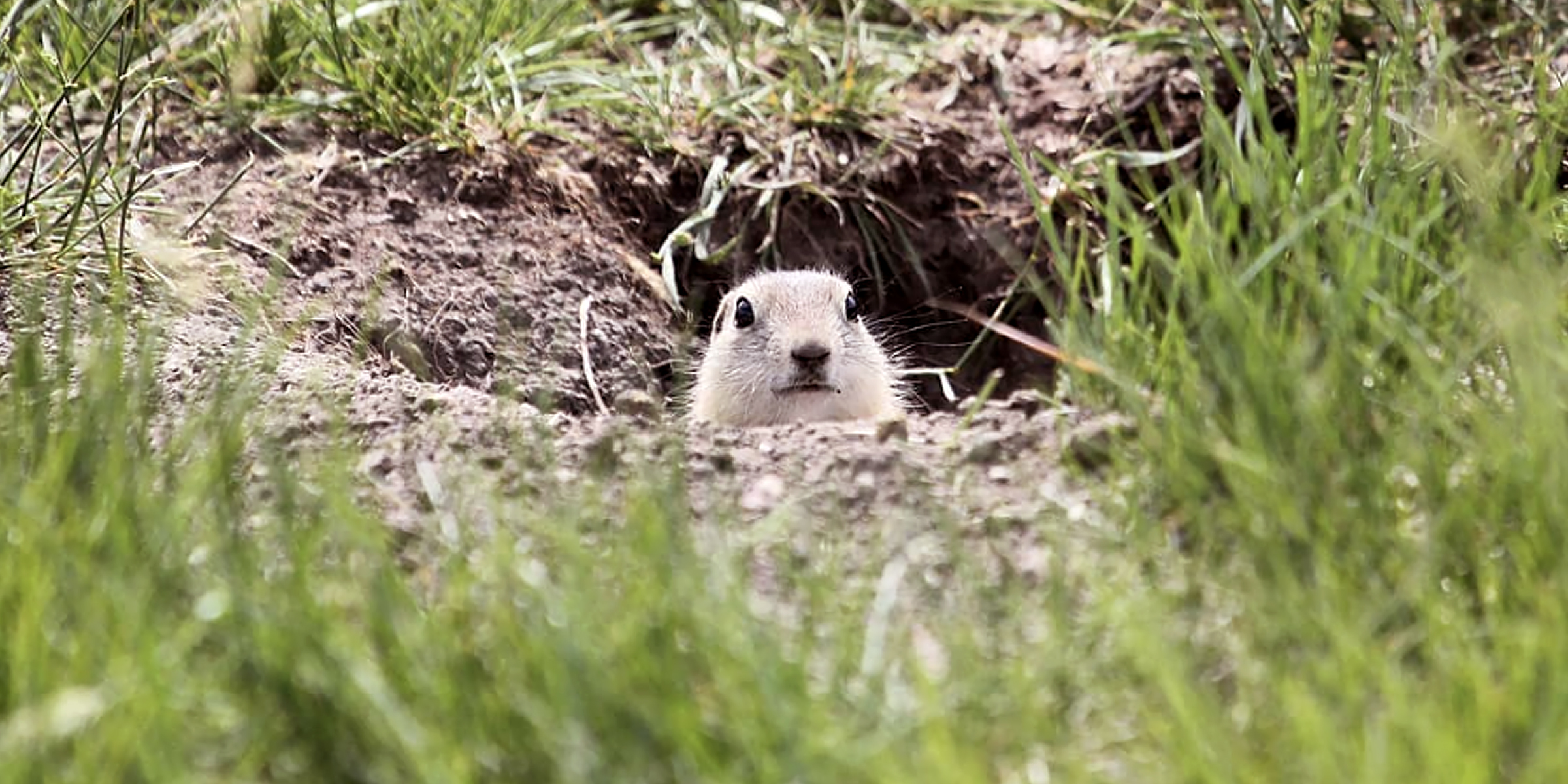 A ground squirrel peaking out from a hole | Source: Instagram/frog_guy2112