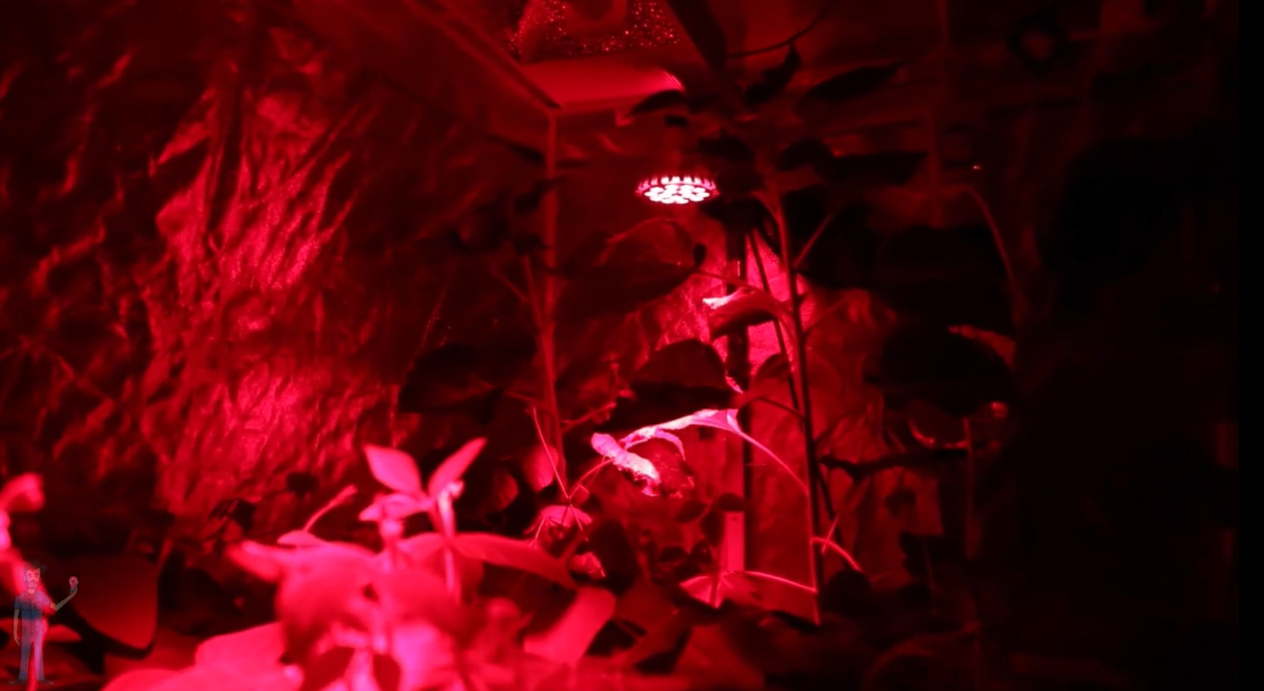 A special red lamp illuminates the plants | Source: YouTube/TheFarmerTyler