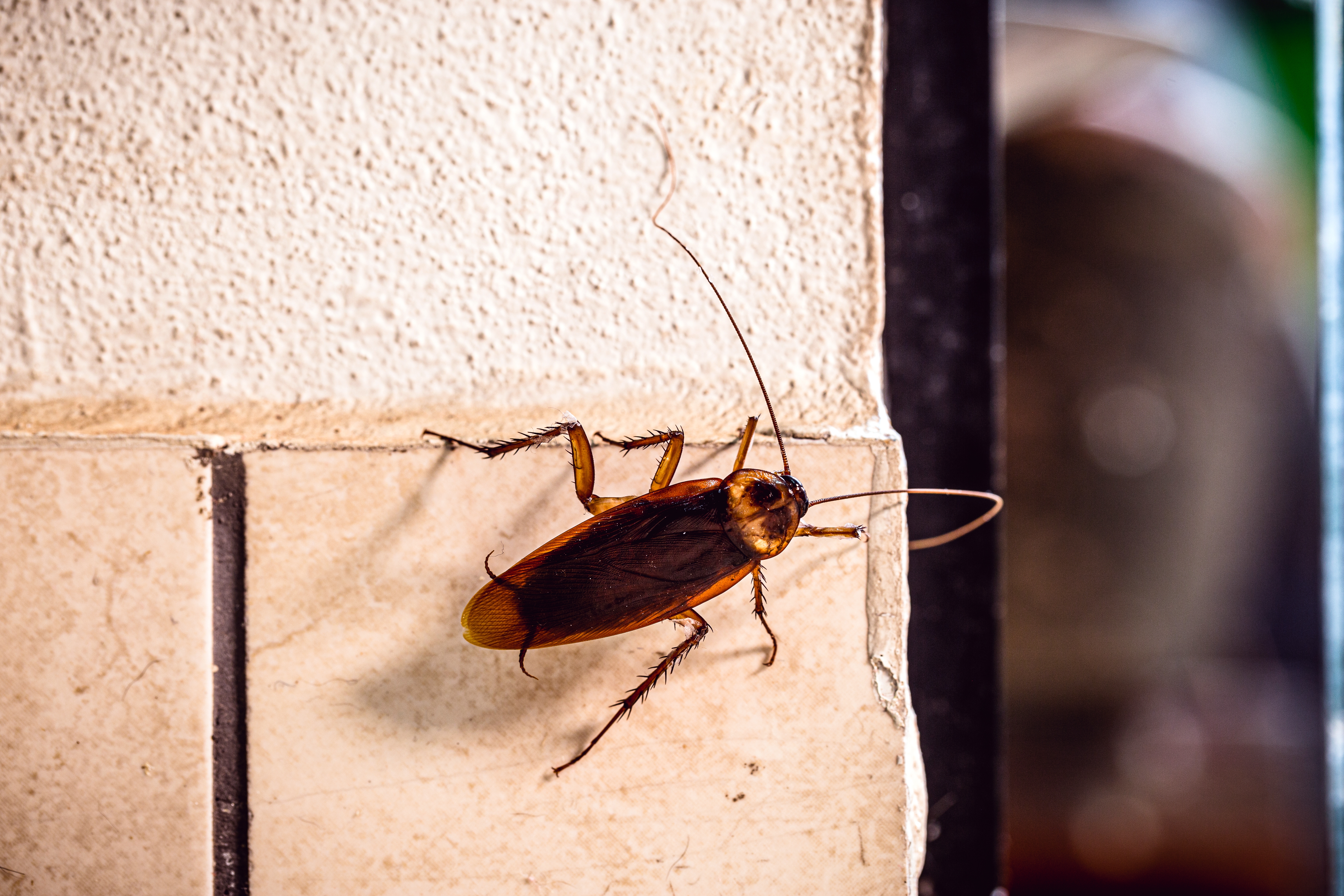 A cockroach crawls along the wall of a house | Source: Shutterstock