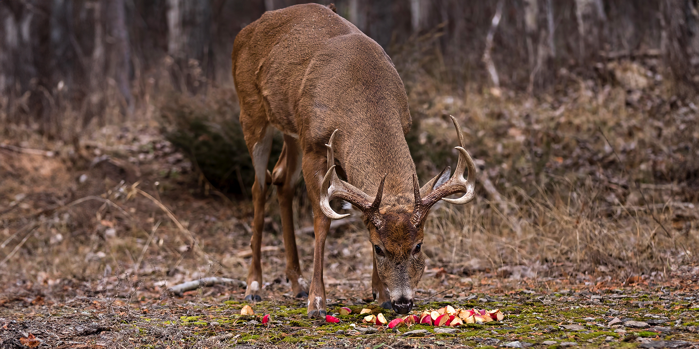 A deer eating fruit on the ground | Source: Shutterstock