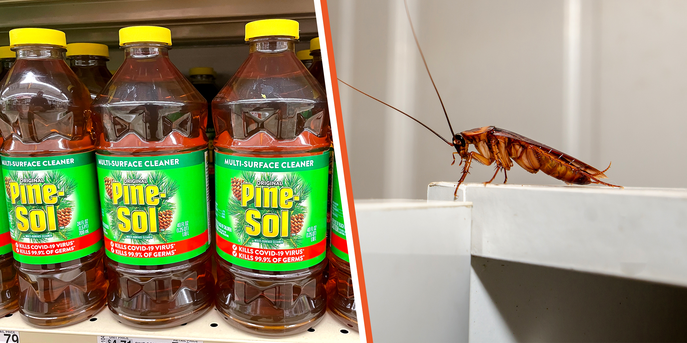Bottles of Pine-Sol | A cockroach | Source: Shutterstock