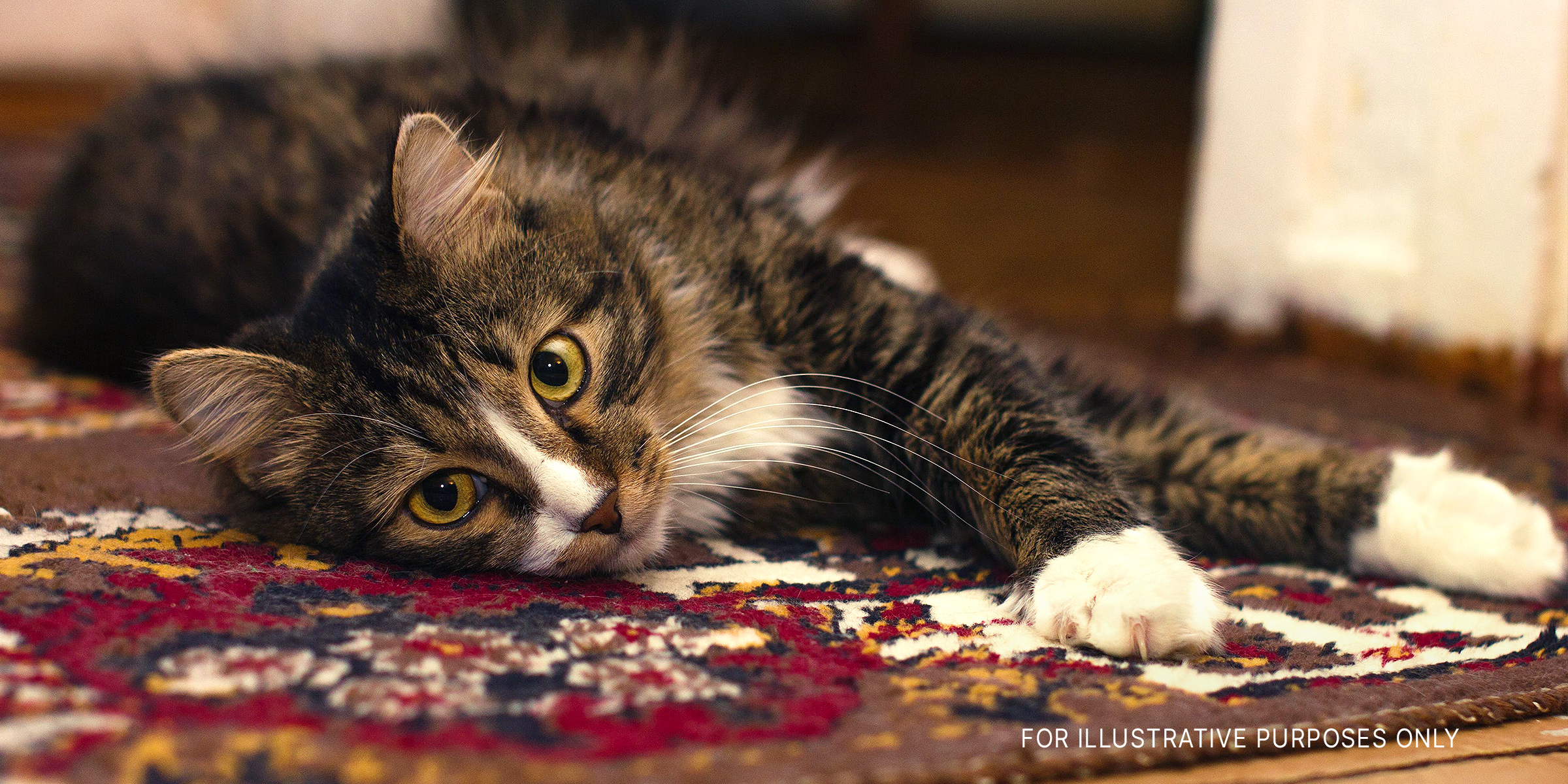 A cat resting on the carpet | Source: Pexels/lord_photon