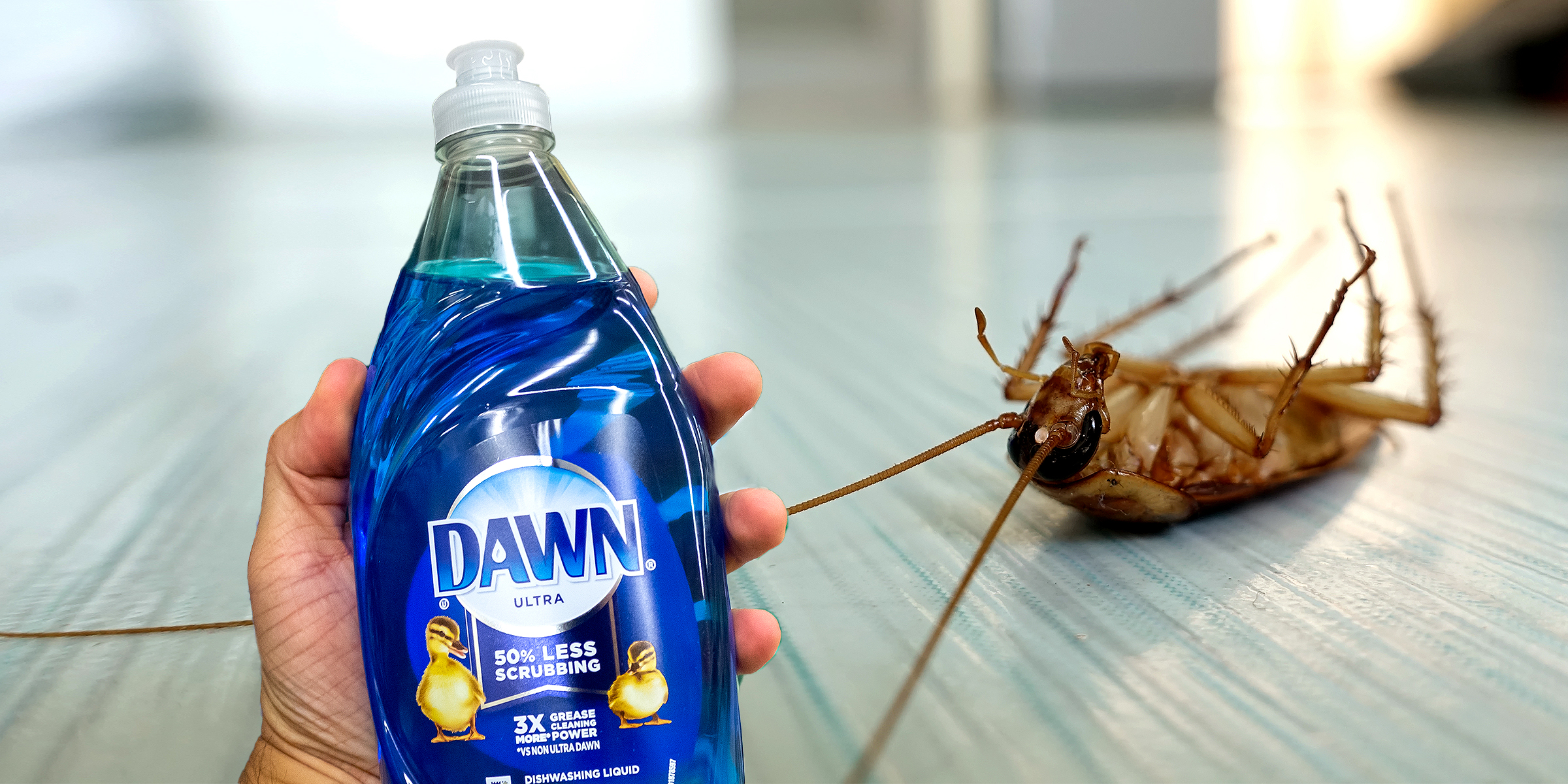 Dawn Dish soap | A cockroach | Source: Shutterstock