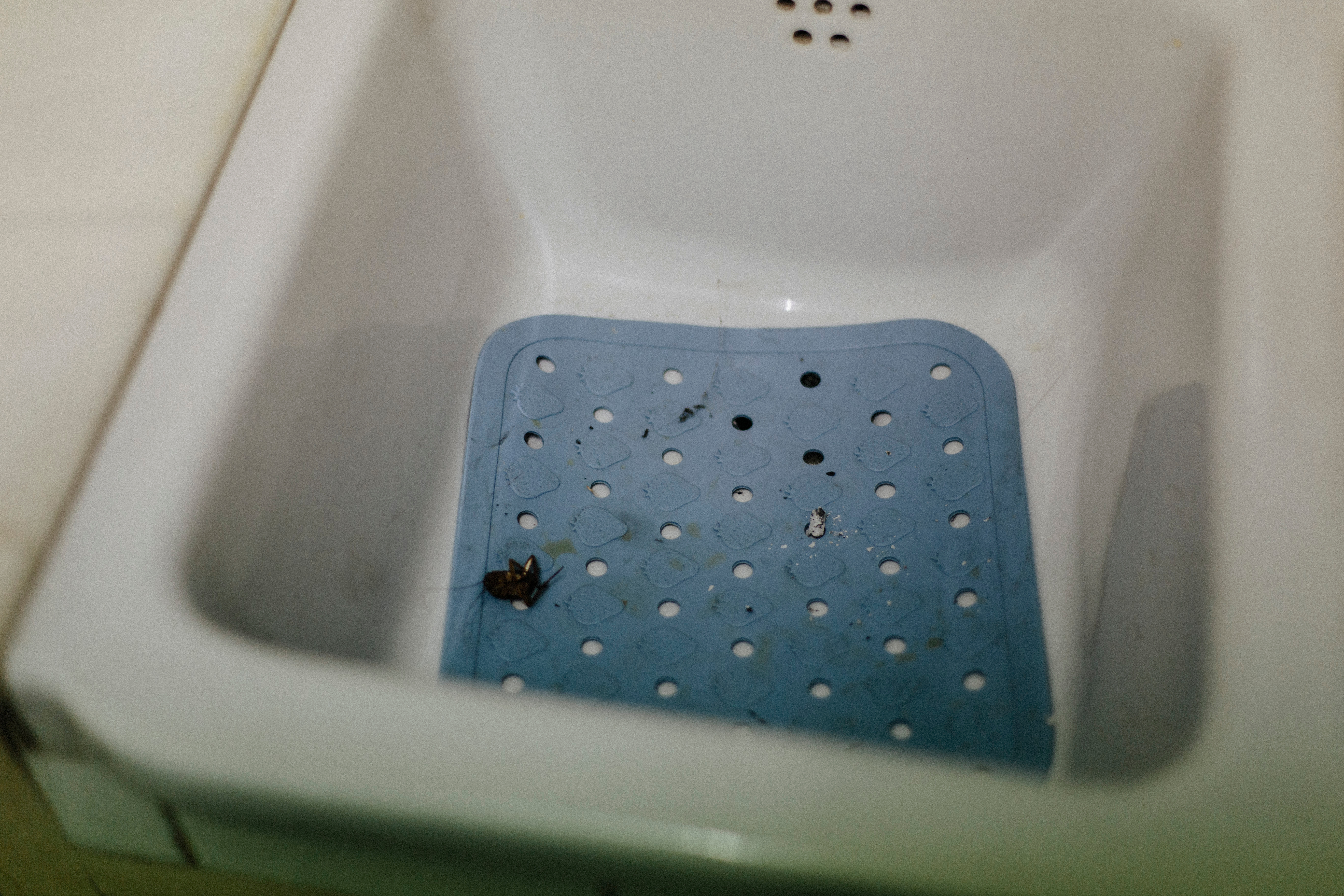 A little black bug in a bathroom sink | Source: Shutterstock