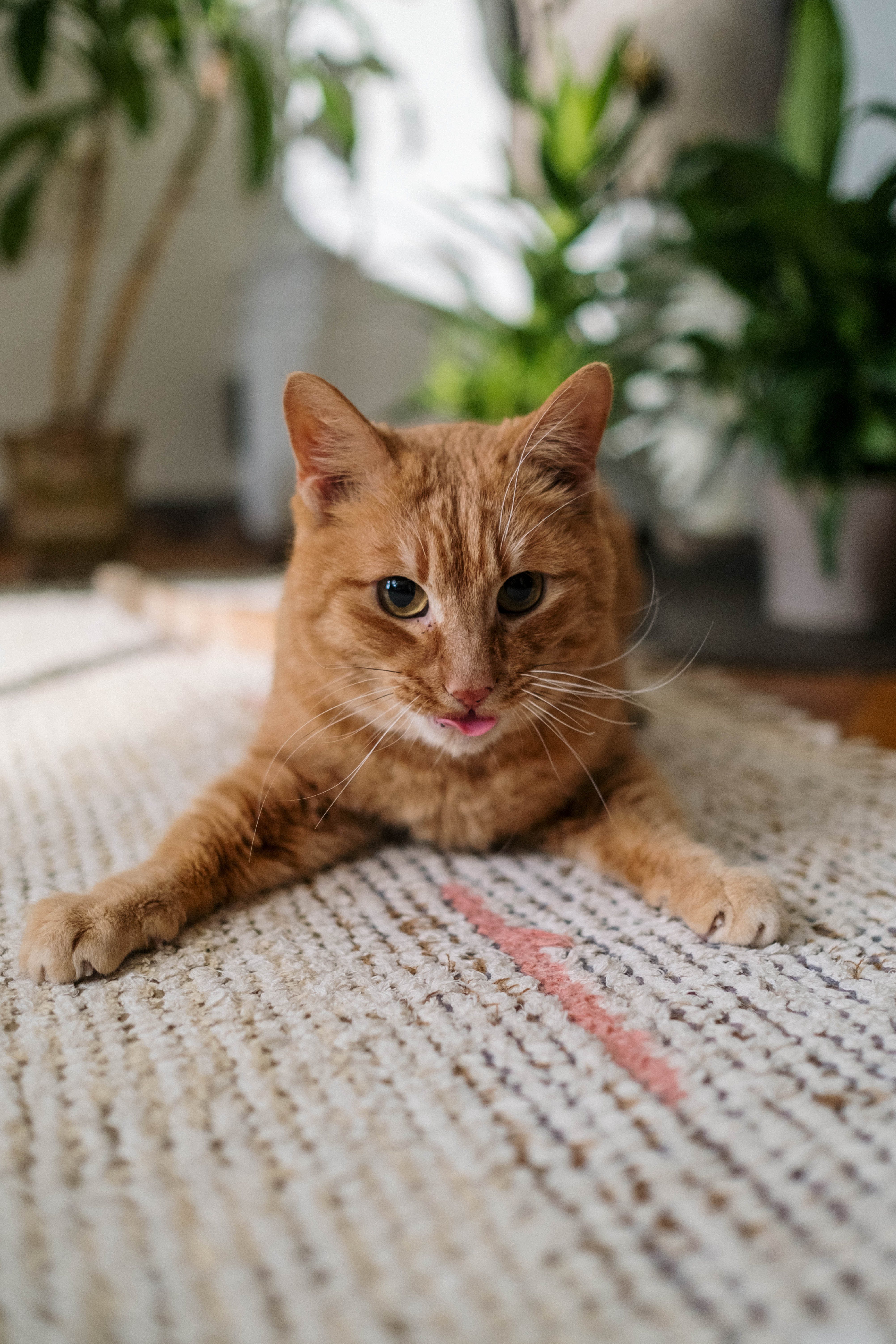 Cat on the carpet | Source: Pexels