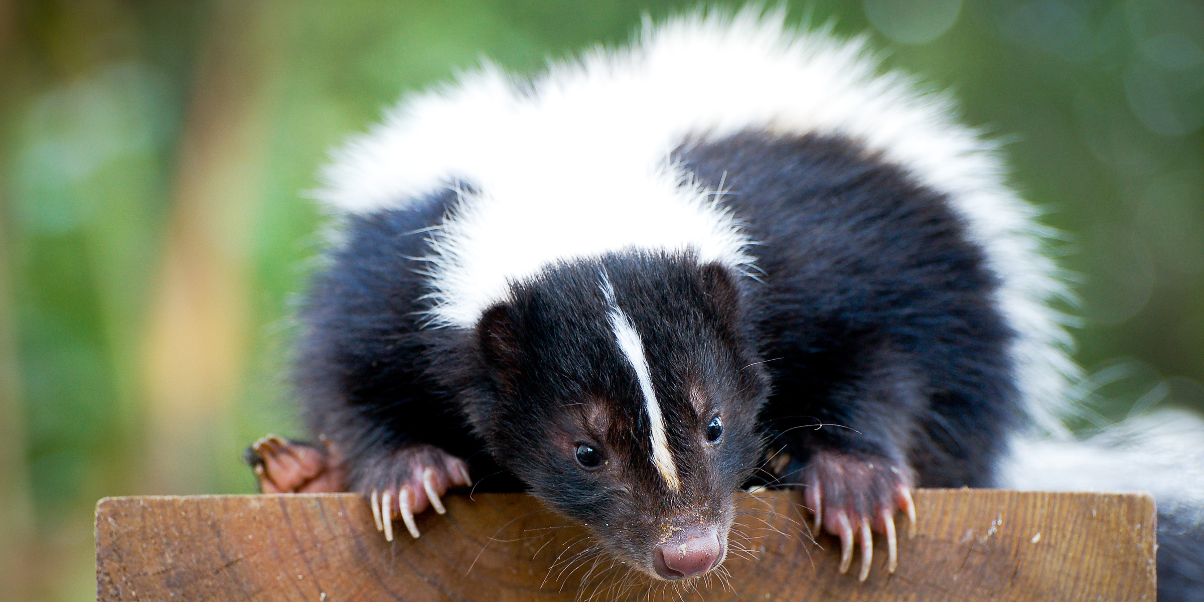 A close up shot of a skunk | Source: Shutterstock