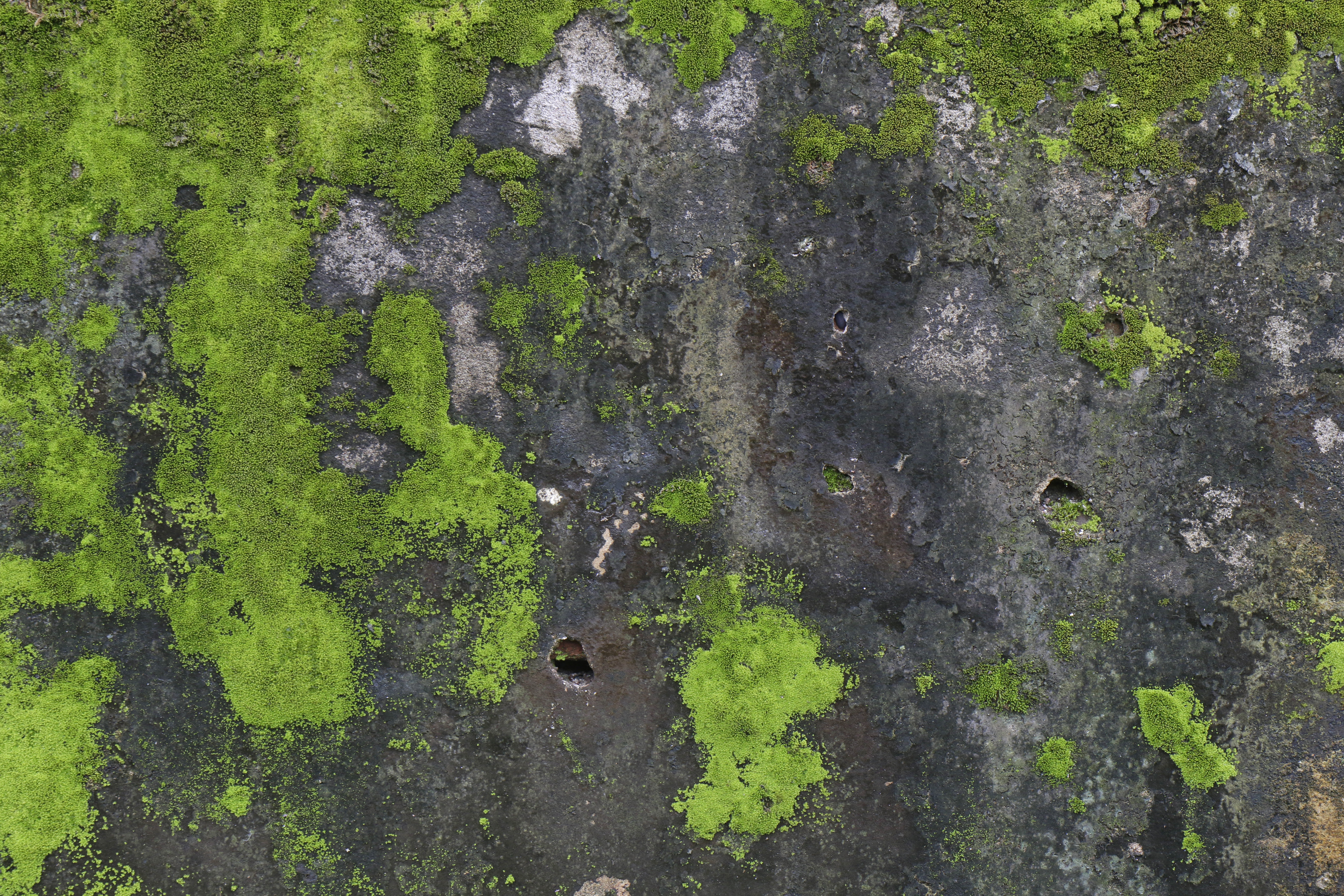 Moss on a concrete surface | Source: Shutterstock