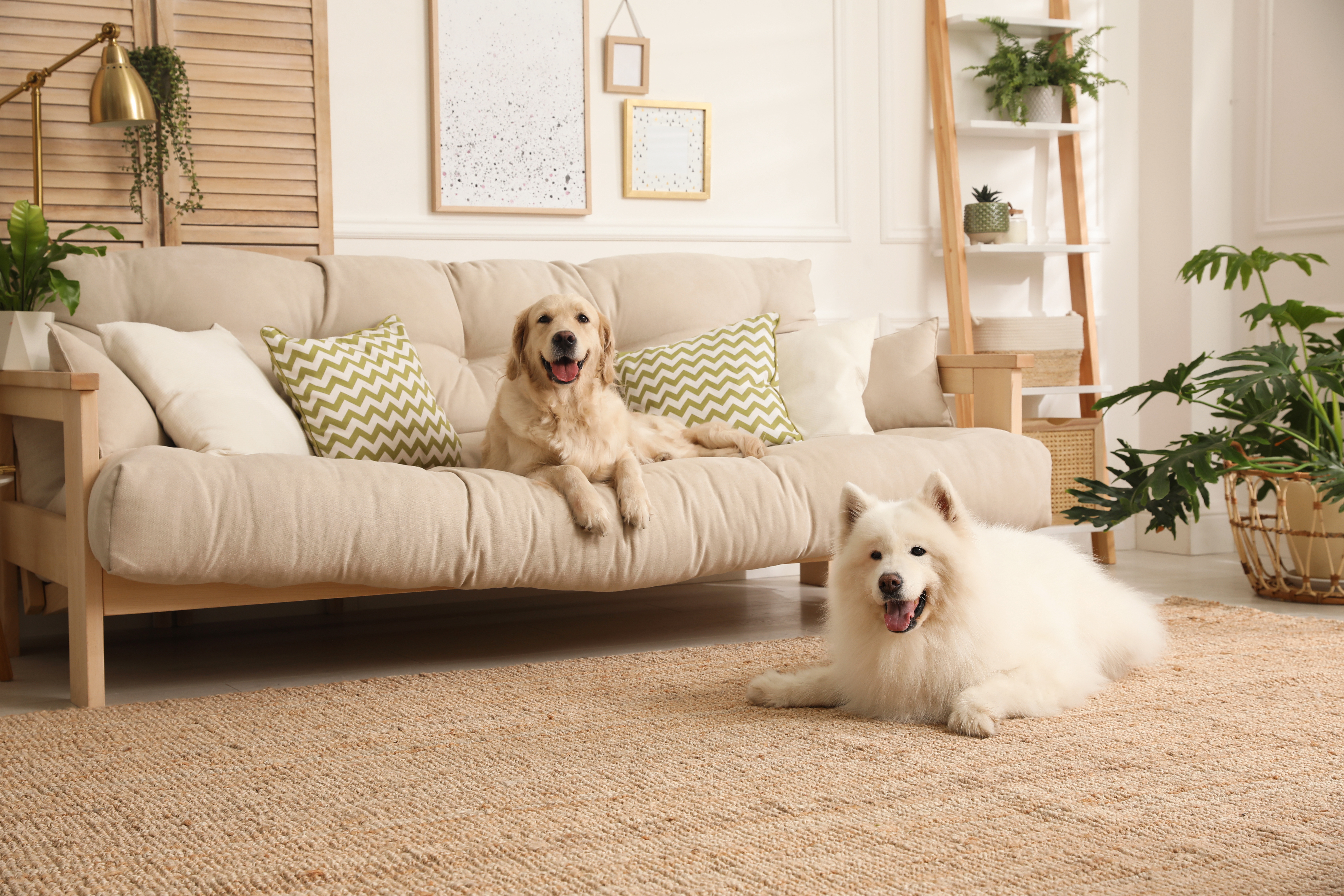 Adorable dogs resting in a modern living room | Source: Shutterstock
