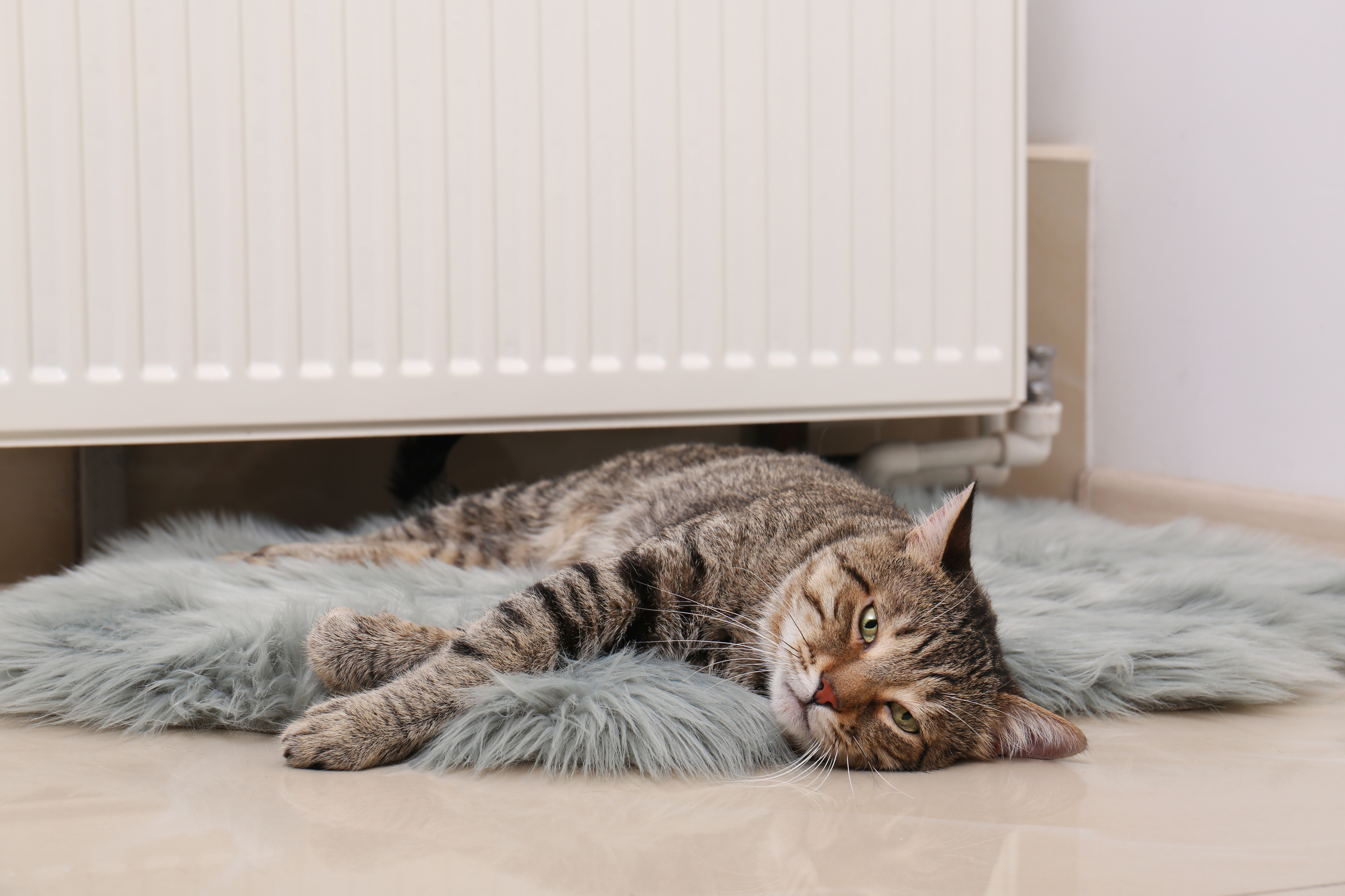 Cat laying on a faux fur rug | Source: Shutterstock