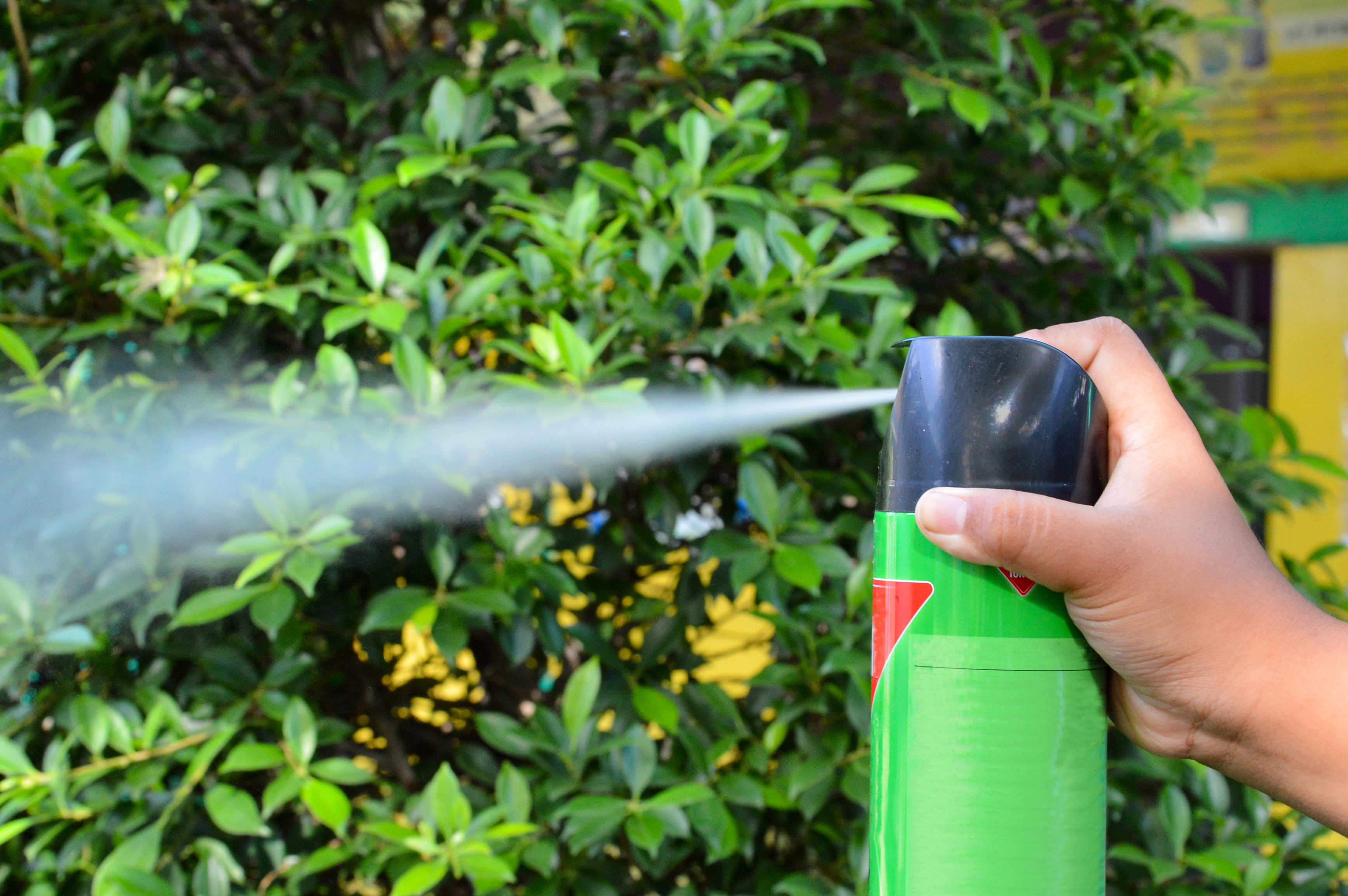 If soap and water aren't effective, consider using insecticides. | Source: Shutterstock