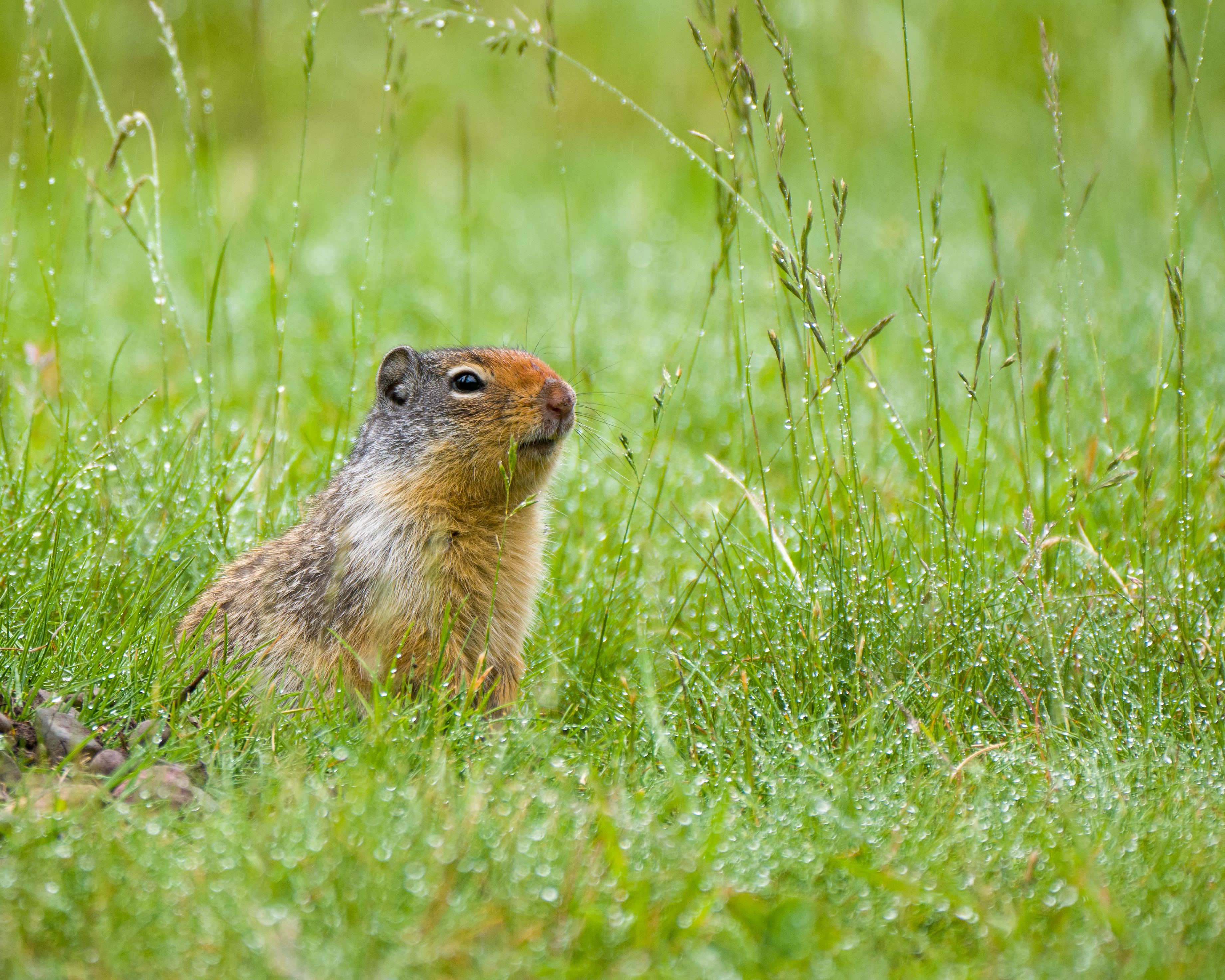A Columbian ground squirrel | Source: Getty Images