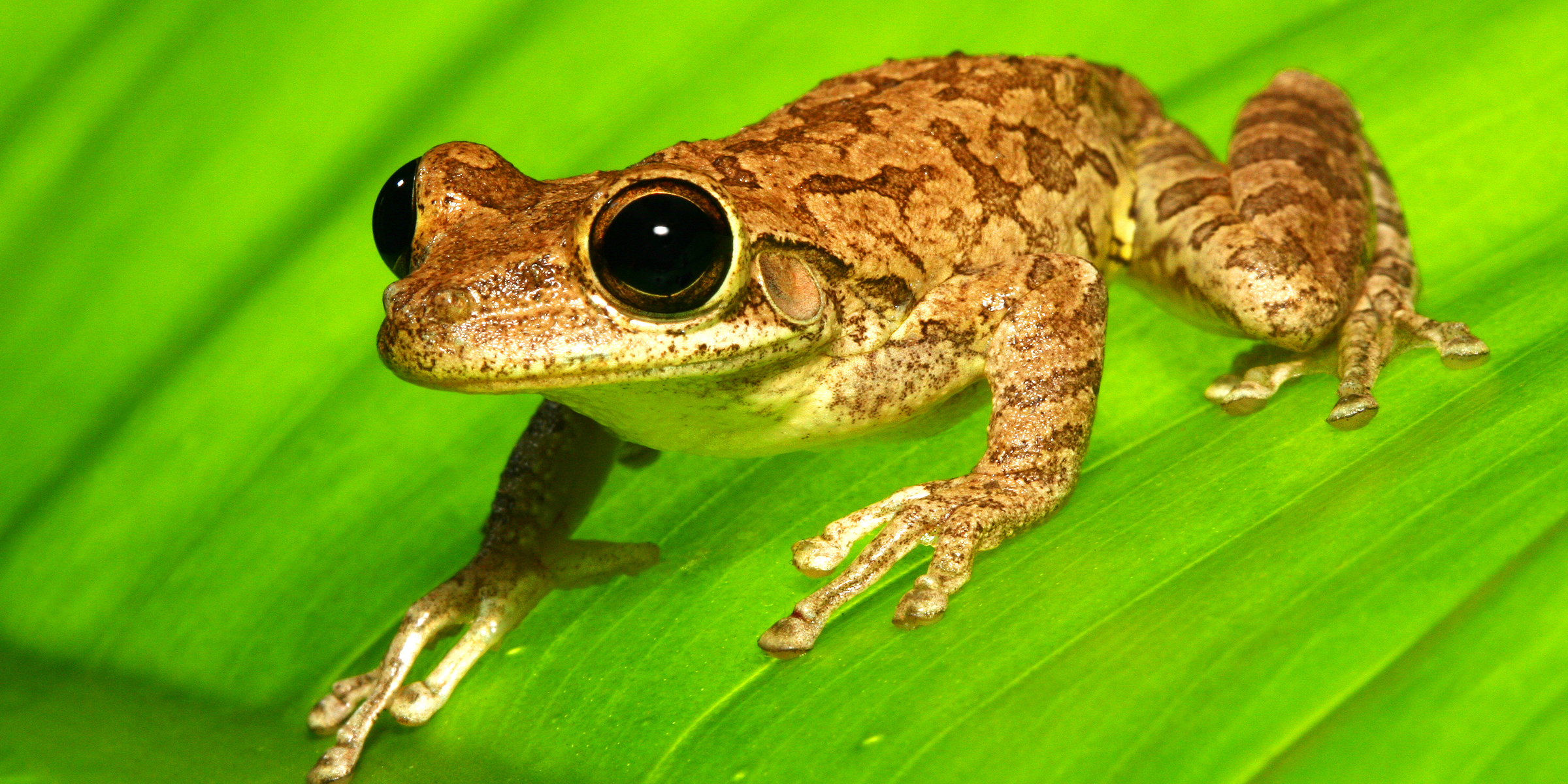 A Cuban tree frog | Source: Shutterstock