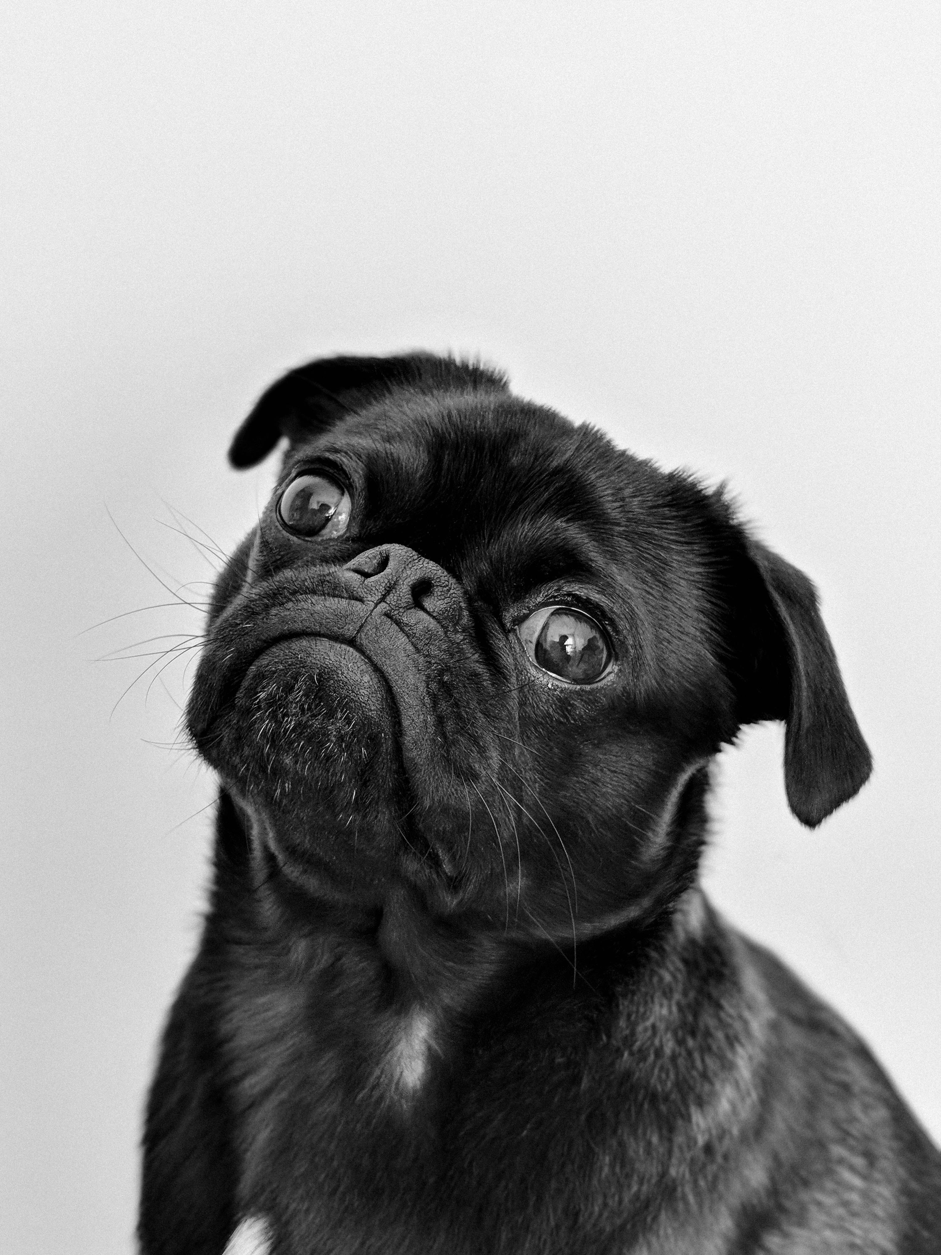 A black pug | Source: Pexels