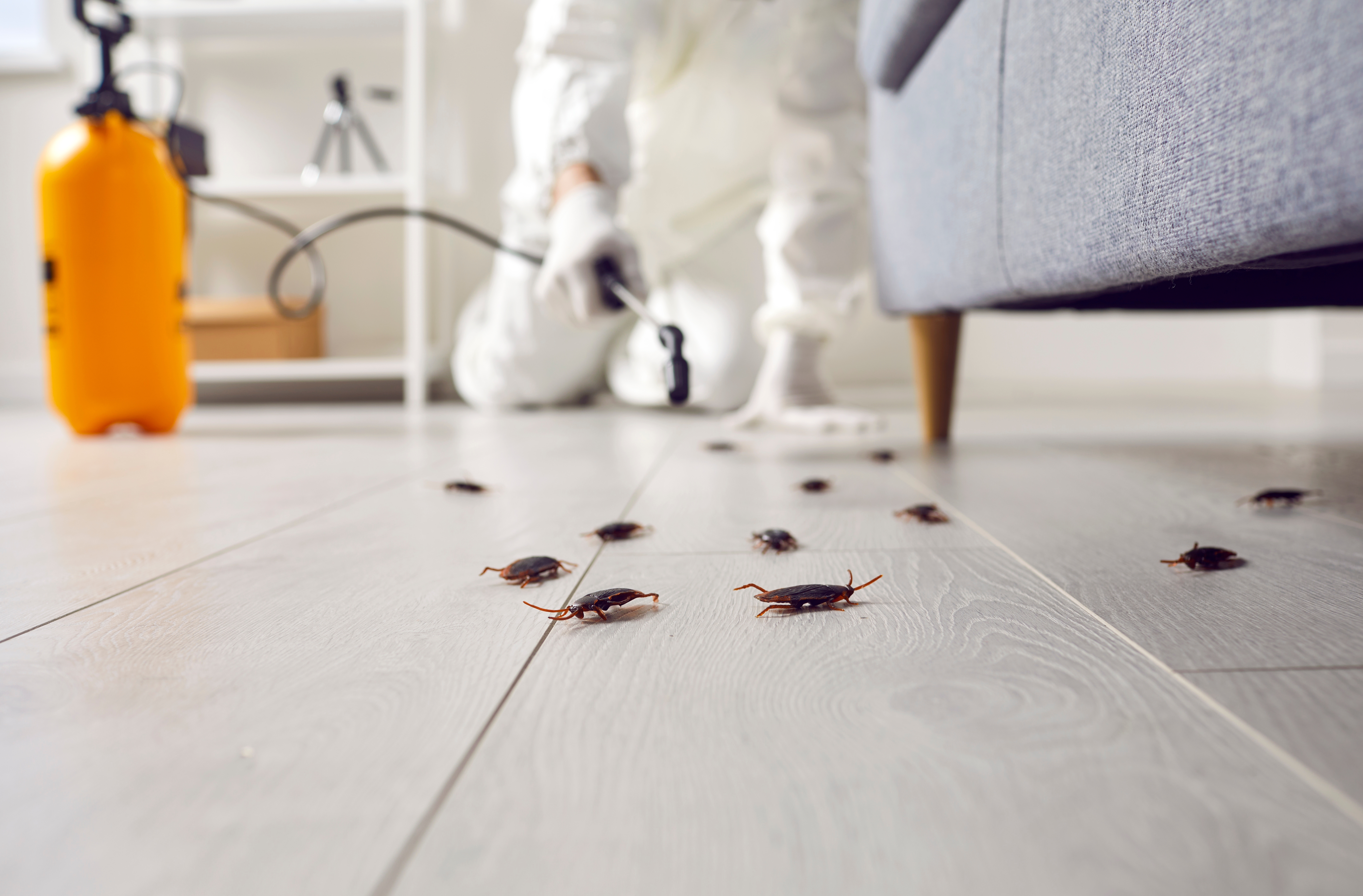 Seek professionals for pest control to ensure the safety and cleanliness of your home.  | Source: Shutterstock