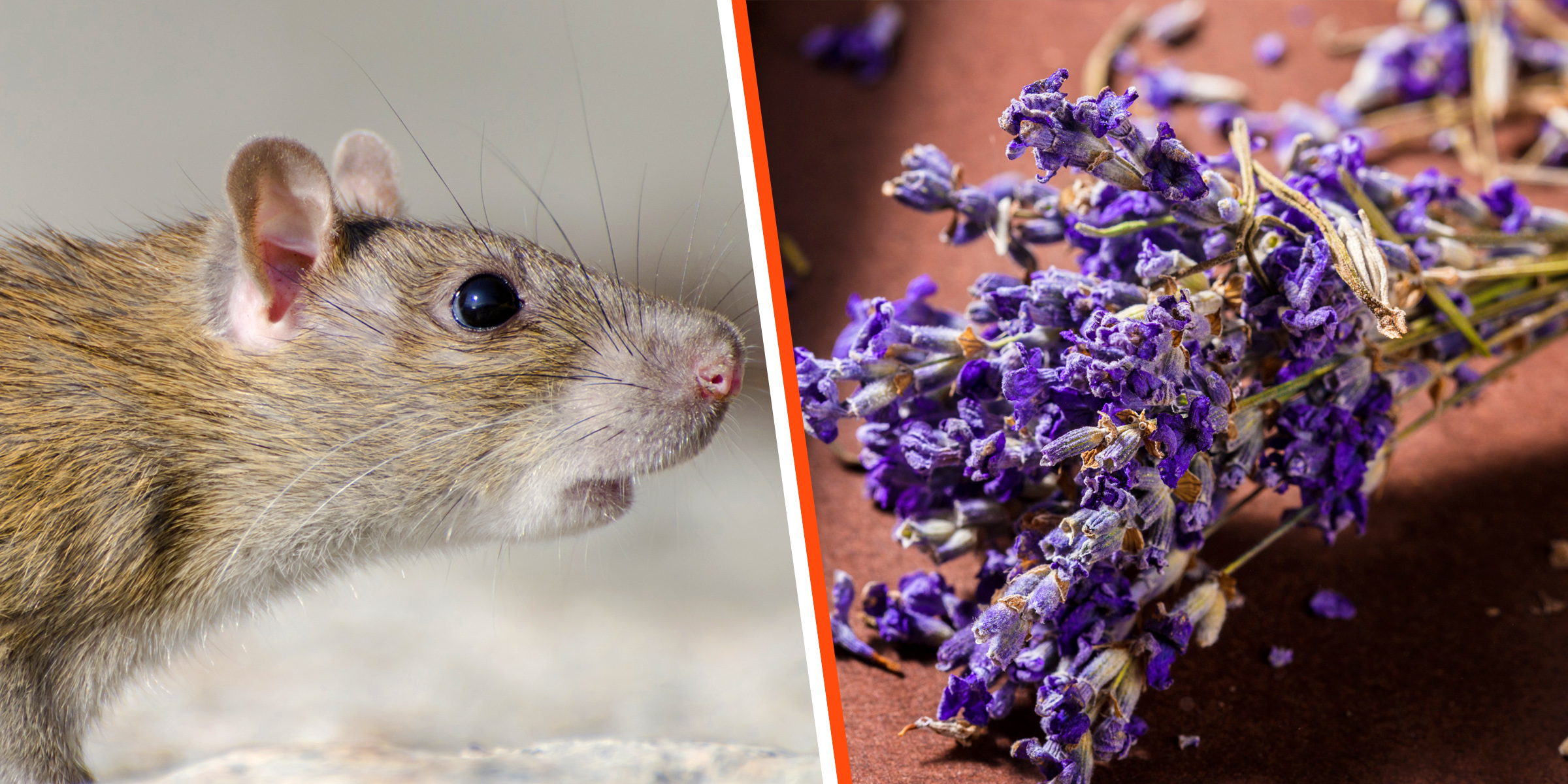 A mouse | Lavender | Source: Freepik