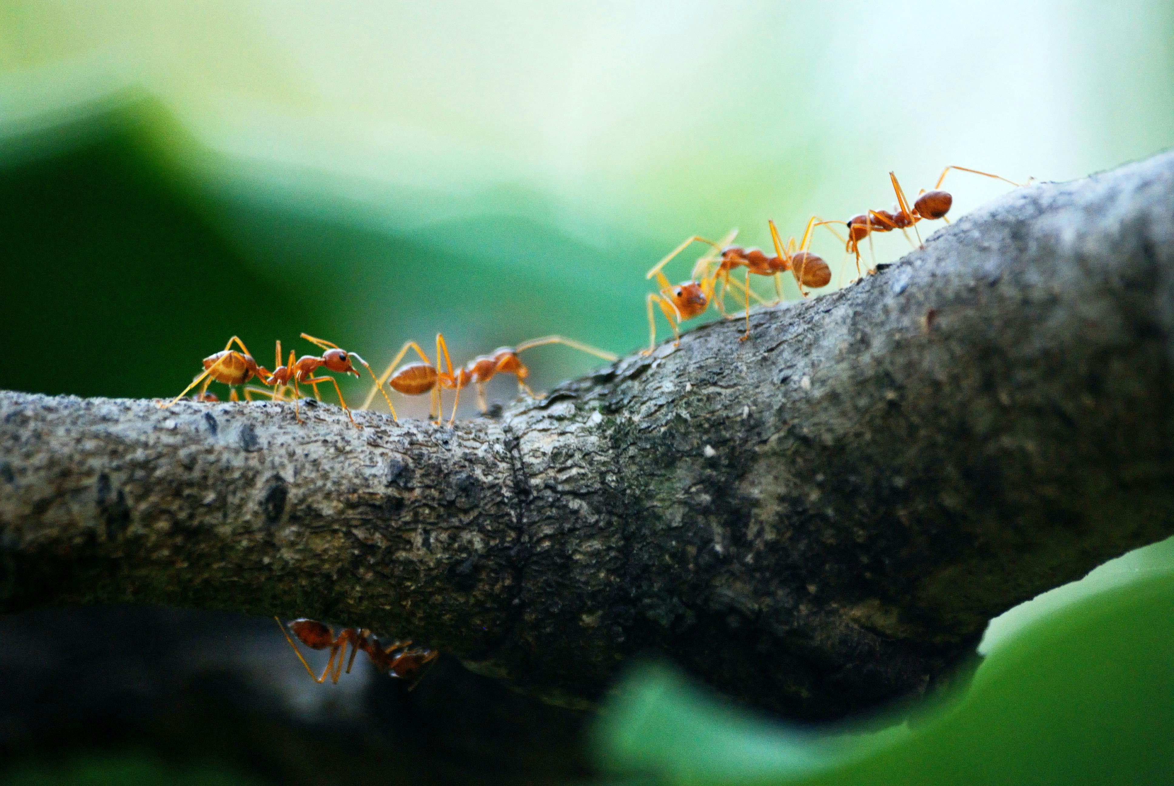 A close up photo on ants on top of a tree branch | Source: Pexels