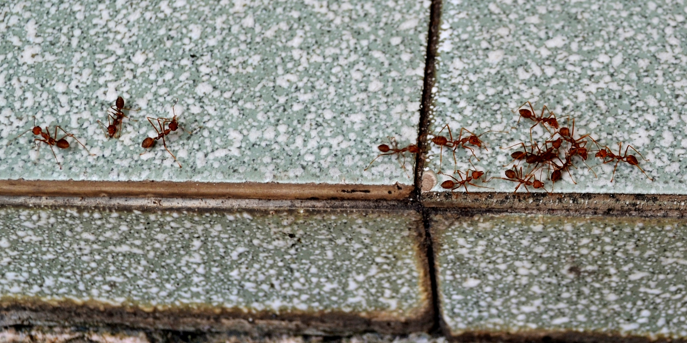 A group of ants | Source: Shutterstock