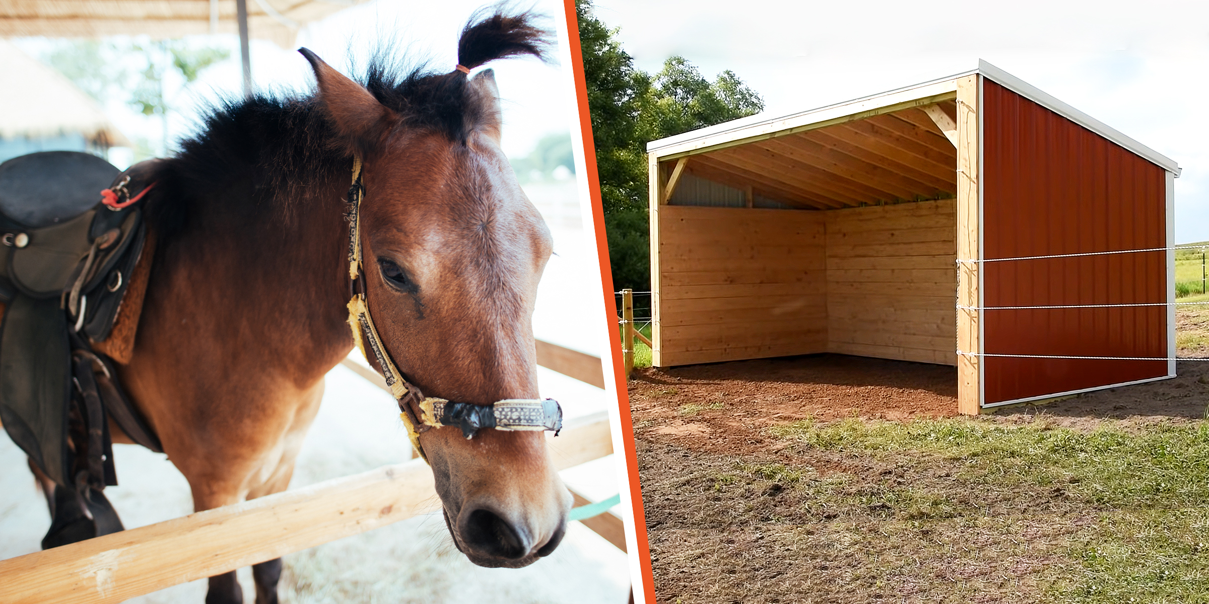 Horse | Horse shelter| Source: Freepik / YouTube/@RMSpeltzFarm