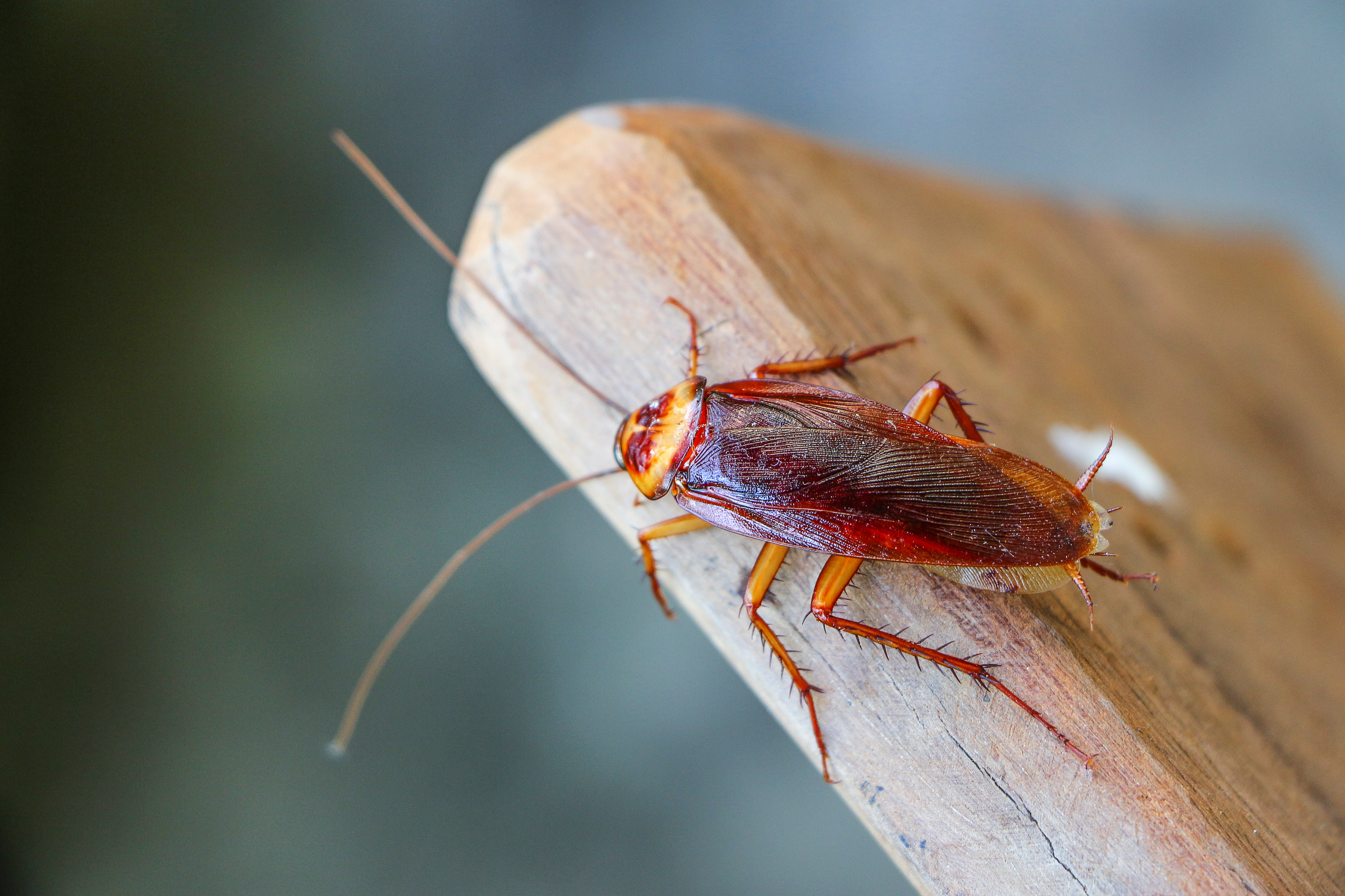 A cockroach on the wood | Source: Shutterstock
