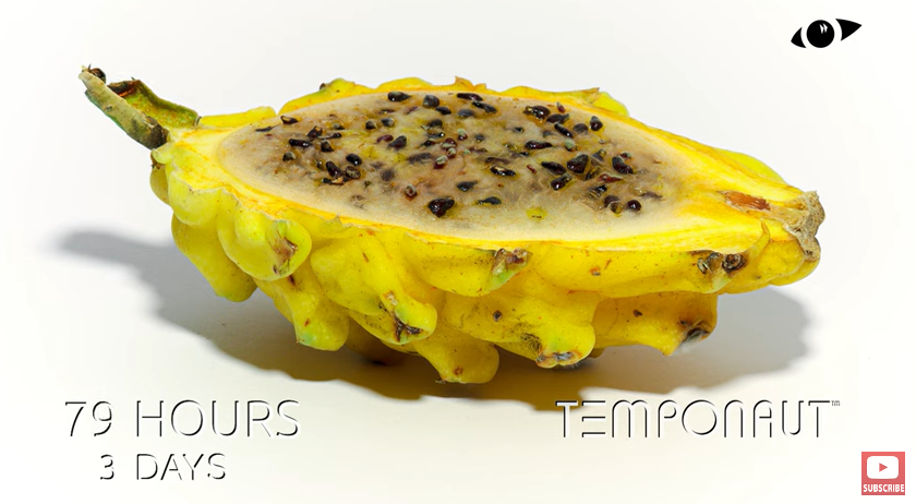 Once your dragon fruit loses firmness and has a slimy consistency inside, it has spoiled. | Source: YouTube/Temponaut Time-lapse