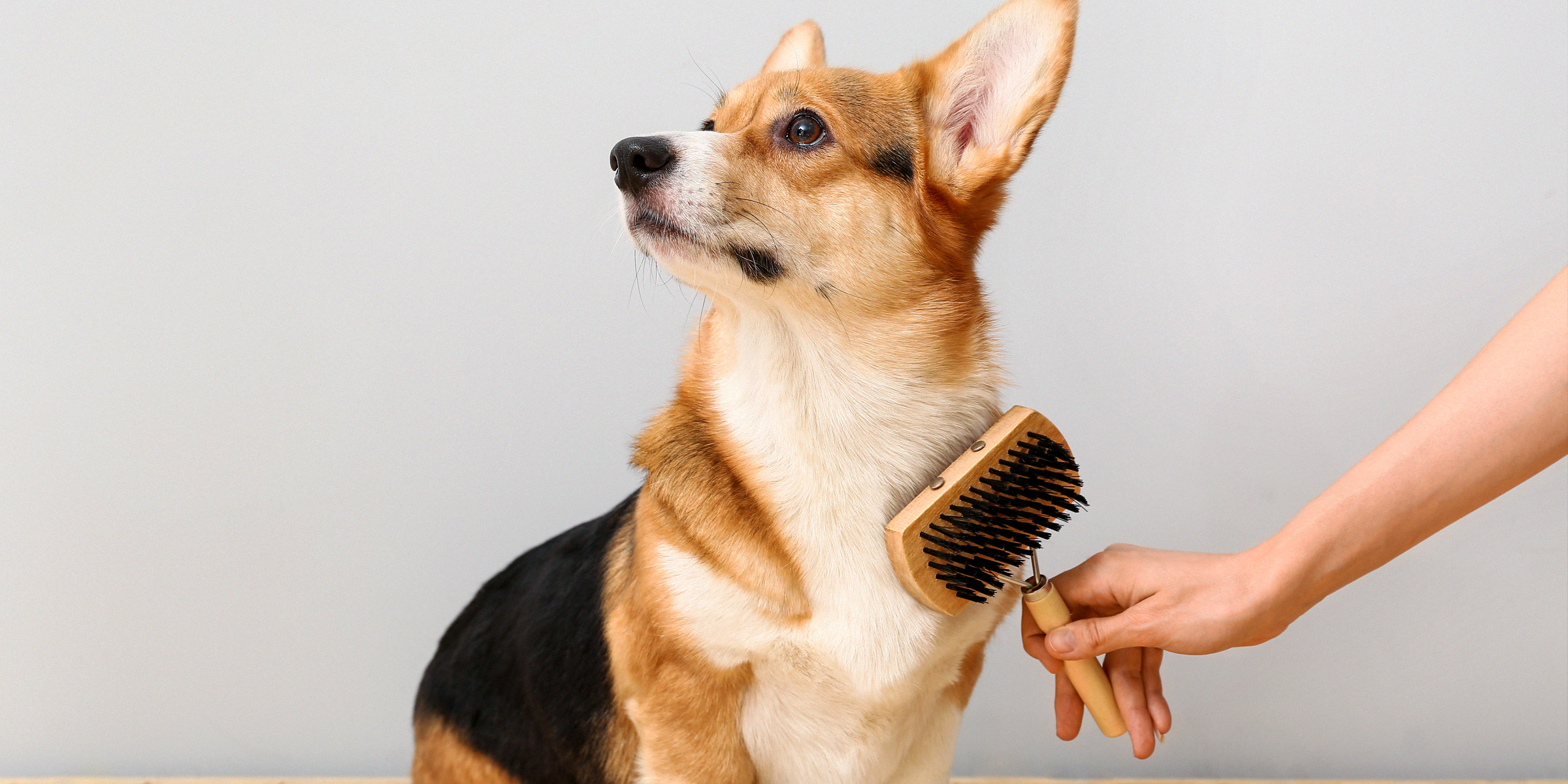 A dog being groomed | Source: Shutterstock