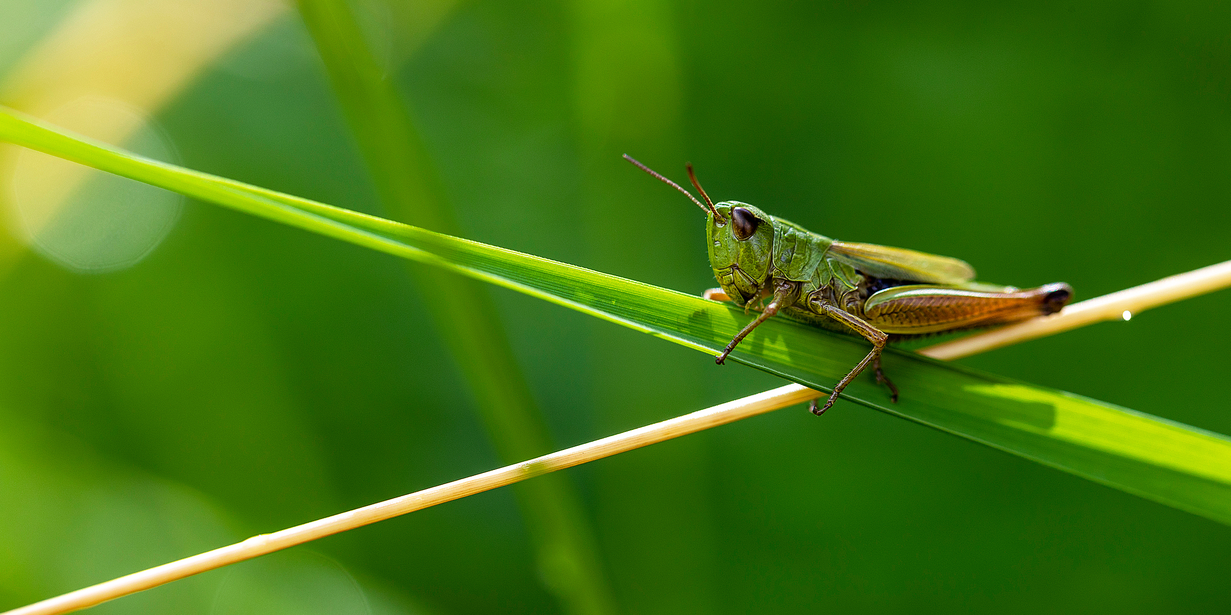 Close-up shot of a cricket on a green leaf | Source: Shutterstock