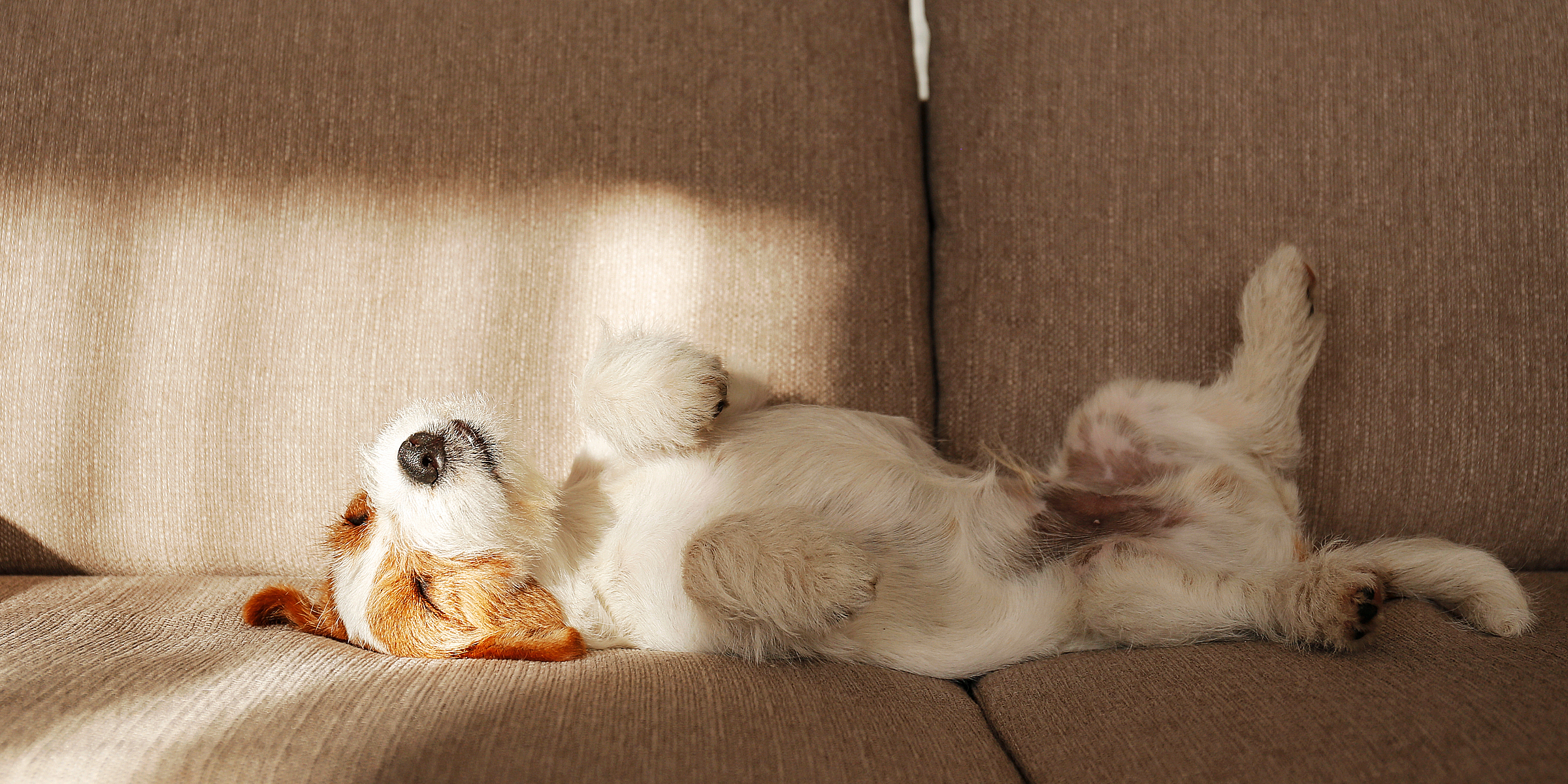 A dog lounging on a couch | Source: Shutterstock