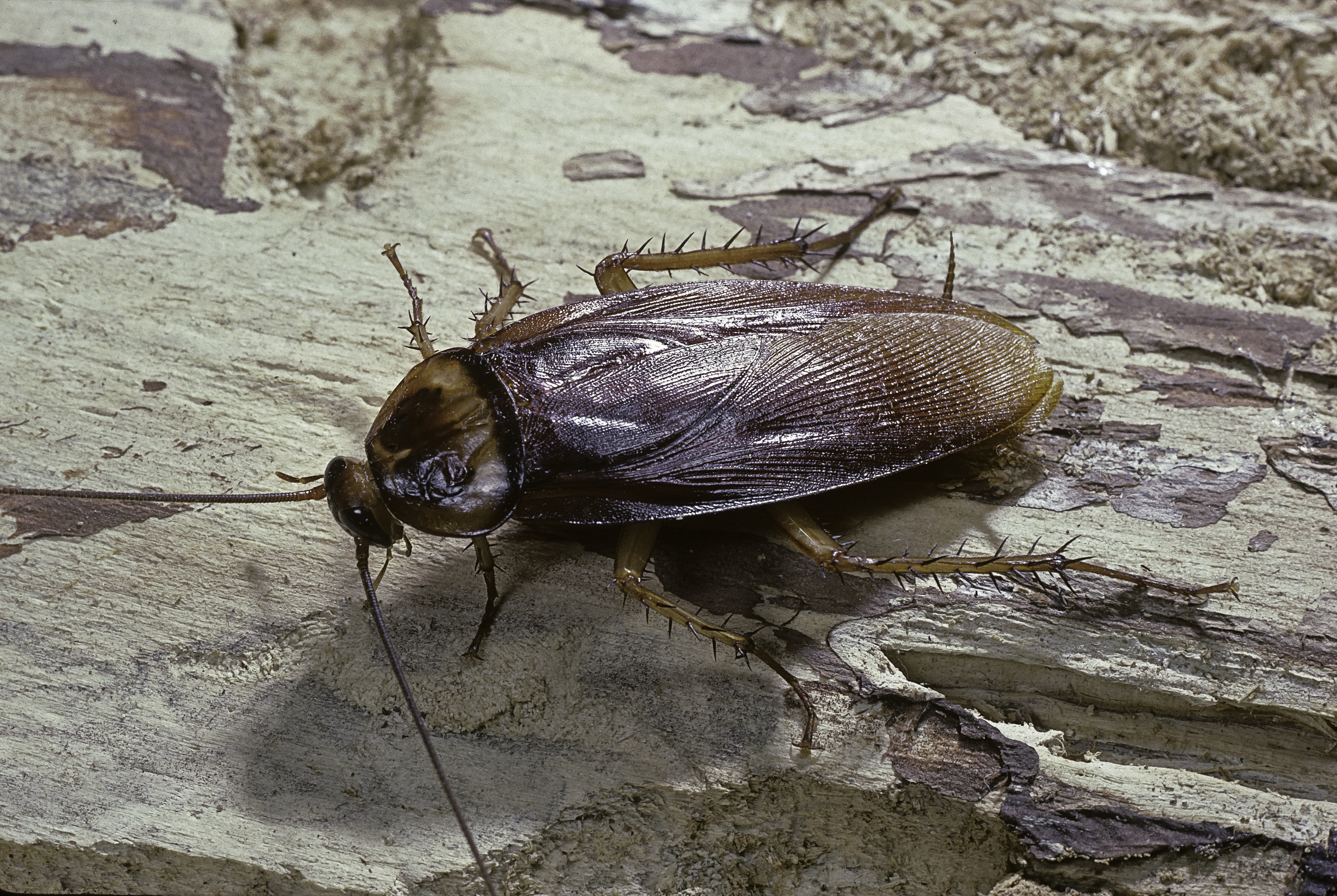 A cockroach | Source: Getty Images