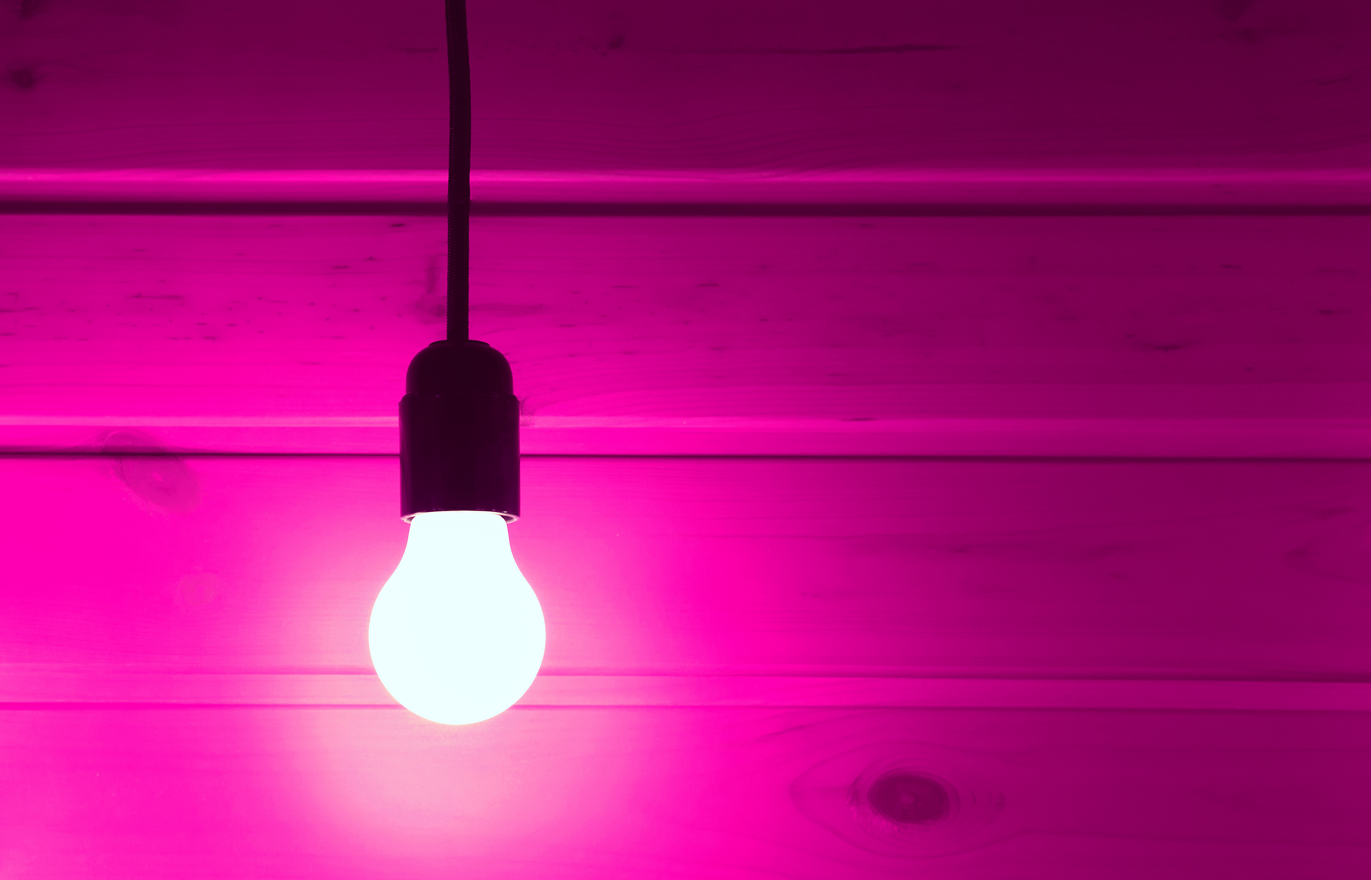 A pink light bulb | Source: Shutterstock